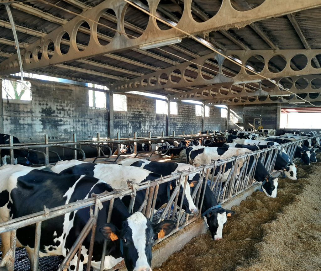Vacas de Lence 1